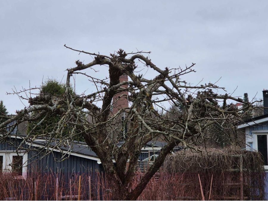 Featured image for “Puutarhan kevät alkaa leikkauksista”