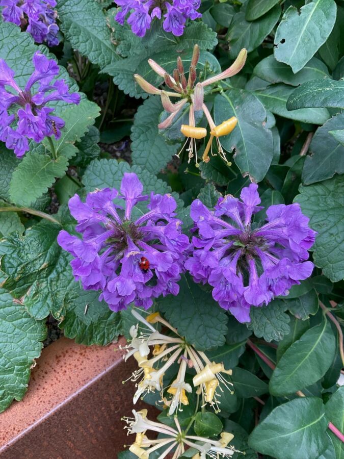 Featured image for “Heinäkuun havaintoja – Alkukesä oli reippaan kasvun aikaa”