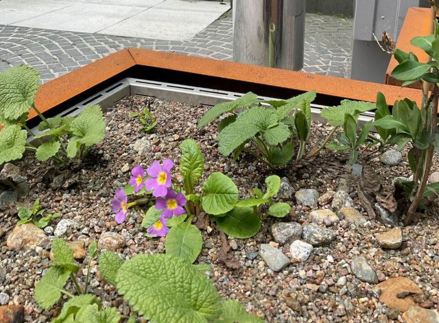 Featured image for “Toukokuu – varovaista kasvua ja kukintaa”