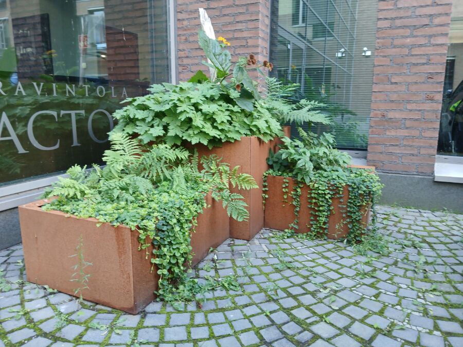 Featured image for “Loppukesän tunnelmia – Syyskukintaa ja talvilevolle laskutumista”