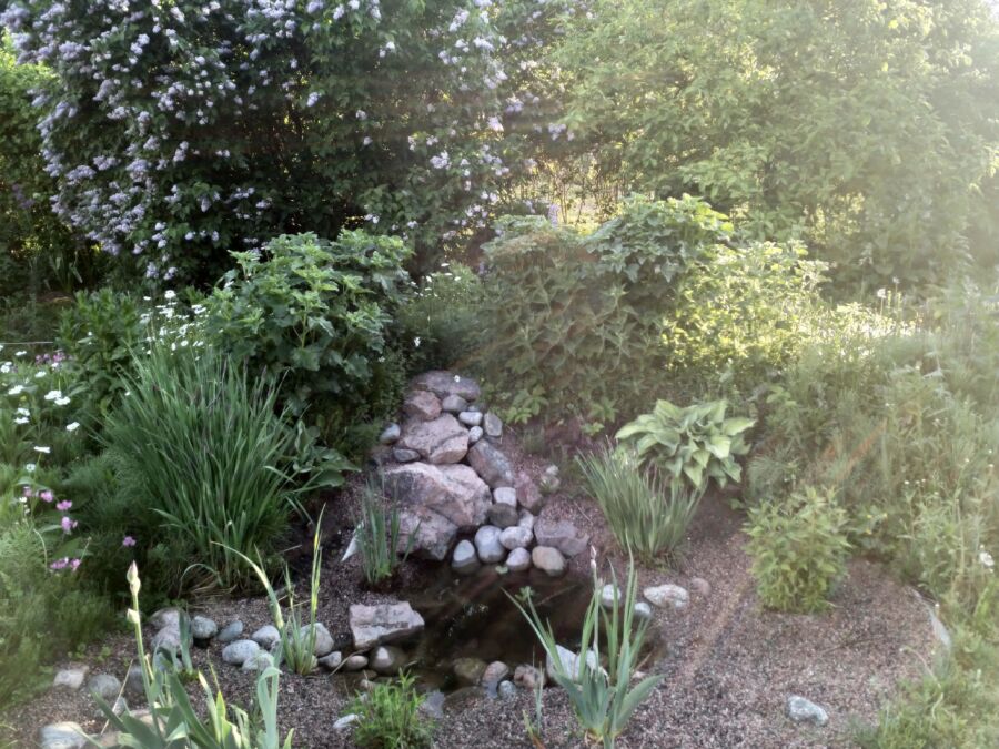 Featured image for “Vesiaihe Helsinkiläiseen siirtolapuutarhapihaan”