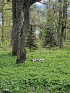 Vuohenputki maata peittävänä kasvustona luonnossa
