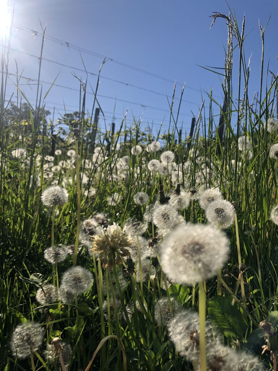 Featured image for “Rikkaruohot ovat raportti siitä, mitä pihallasi tapahtuu”
