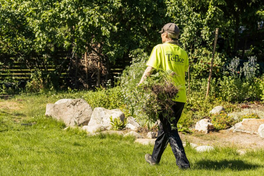 Puutarhuri kantaa pois isoa kasaa kitkentäjätettä